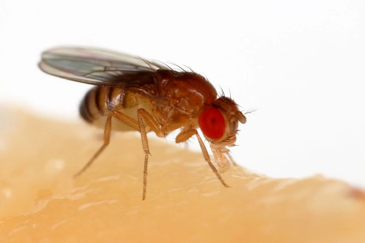 Meyve Sineği (Drosophila melanogaster)